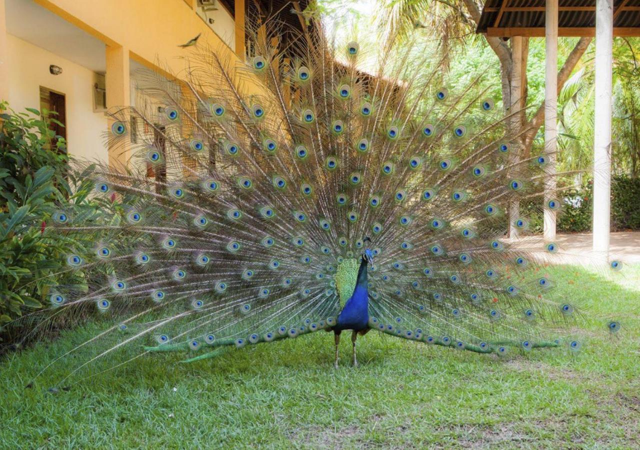 Eco Pousada Paraiso Dos Coqueirais Japaratinga Buitenkant foto