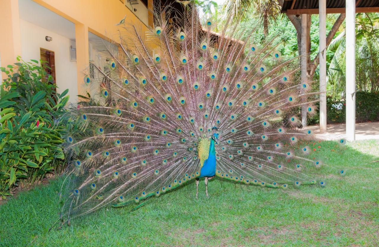Eco Pousada Paraiso Dos Coqueirais Japaratinga Buitenkant foto