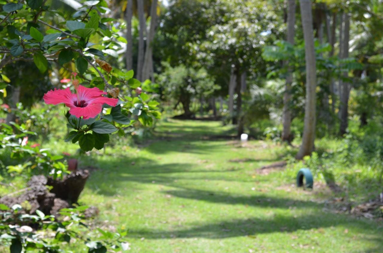 Eco Pousada Paraiso Dos Coqueirais Japaratinga Buitenkant foto